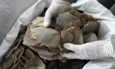 Thailand Authorities Seize Over $1.4 Million Worth of Pangolin Scales