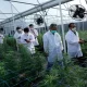 Thailand's Growing Cannabis Industry Faces Competition and Regulation Changes