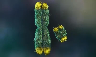 Y Chromosome