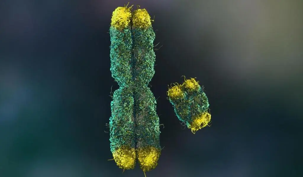 Y Chromosome