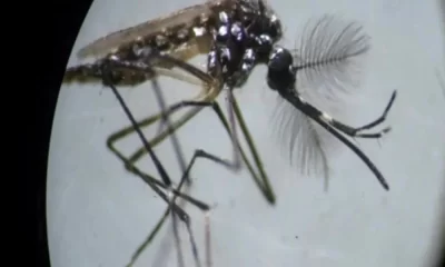 Here Are 5 Mosquito-Borne Diseases To Watch Out For This Monsoon
