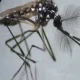 Here Are 5 Mosquito-Borne Diseases To Watch Out For This Monsoon