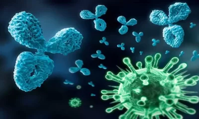 Influenza B May Be Fought With Antibody-Based Therapies: A Study