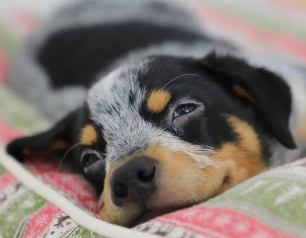 dog cloned