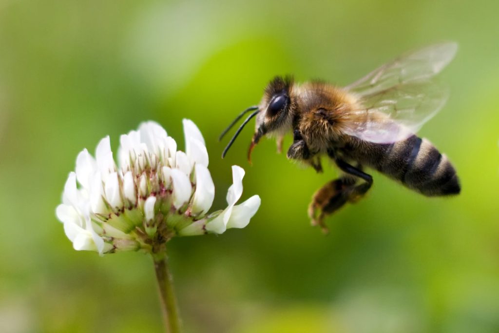 bee honey habitat