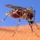 Malaria Has Been Confirmed As a Locally Acquired Disease In Maryland