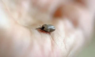 In Lyme Disease Bacteria, Host Adaptation Drives Genetic Variation