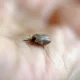 In Lyme Disease Bacteria, Host Adaptation Drives Genetic Variation