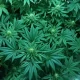 Marijuana