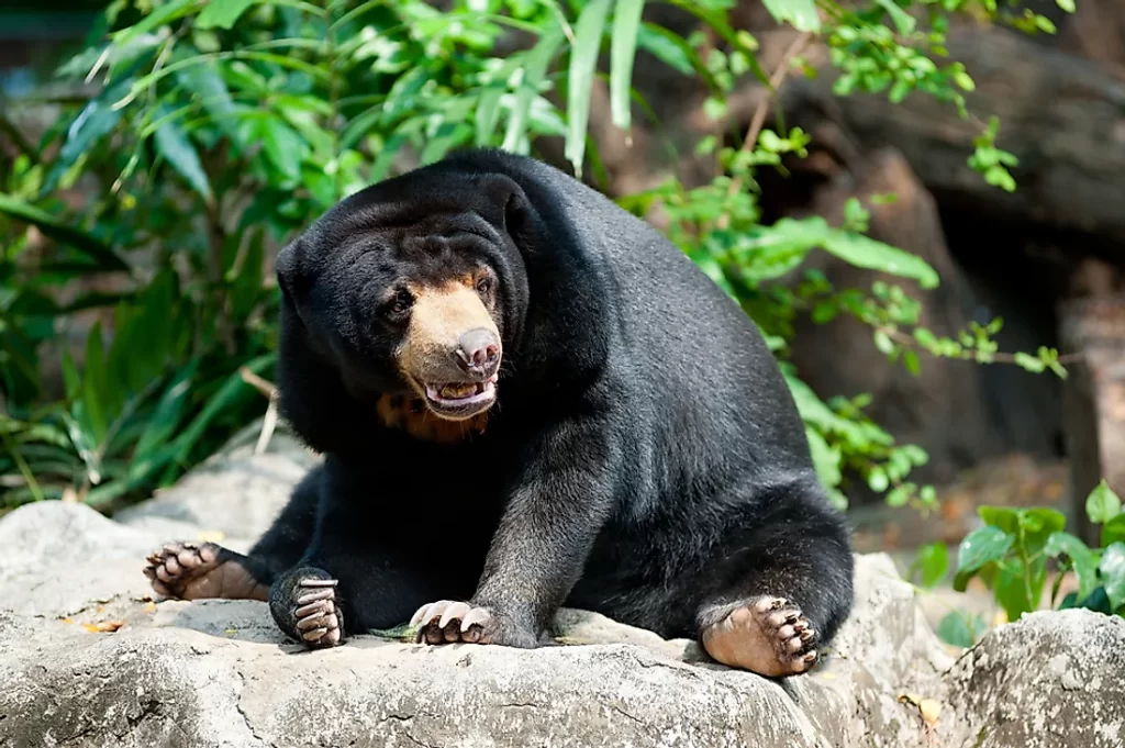 sun bear china