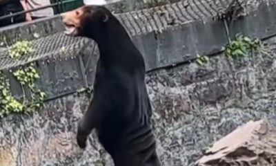 sun bear china