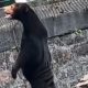 sun bear china