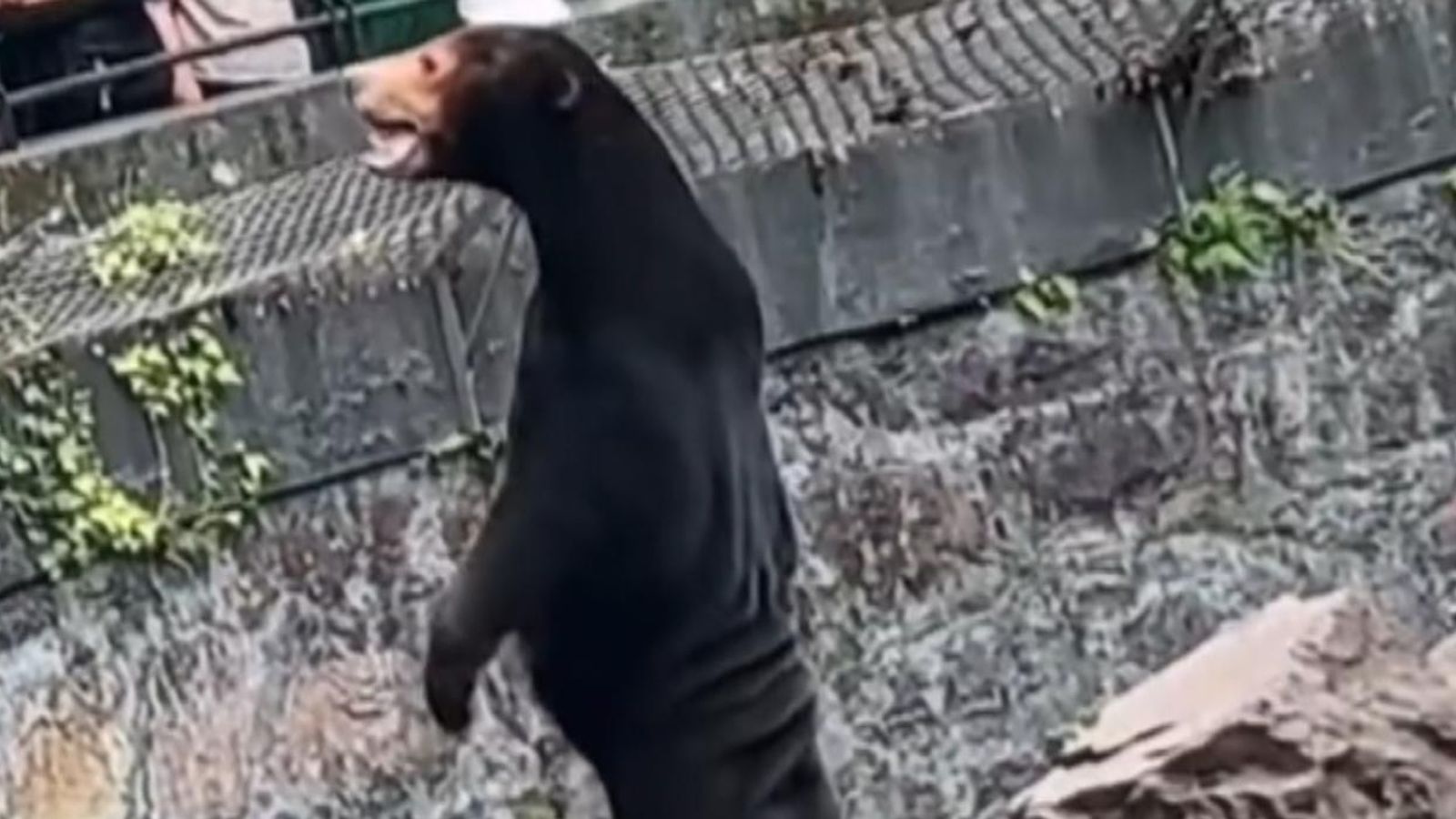 sun bear china
