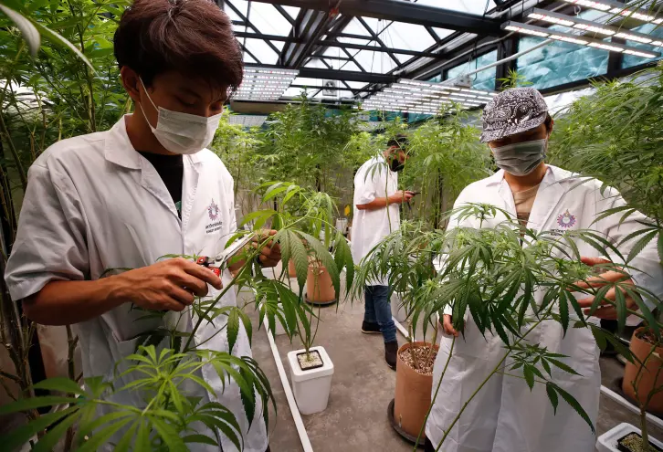 cannabis Thailand
