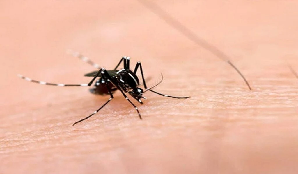 Dengue Control Activities Recorded By IRS Reporting System: 600m