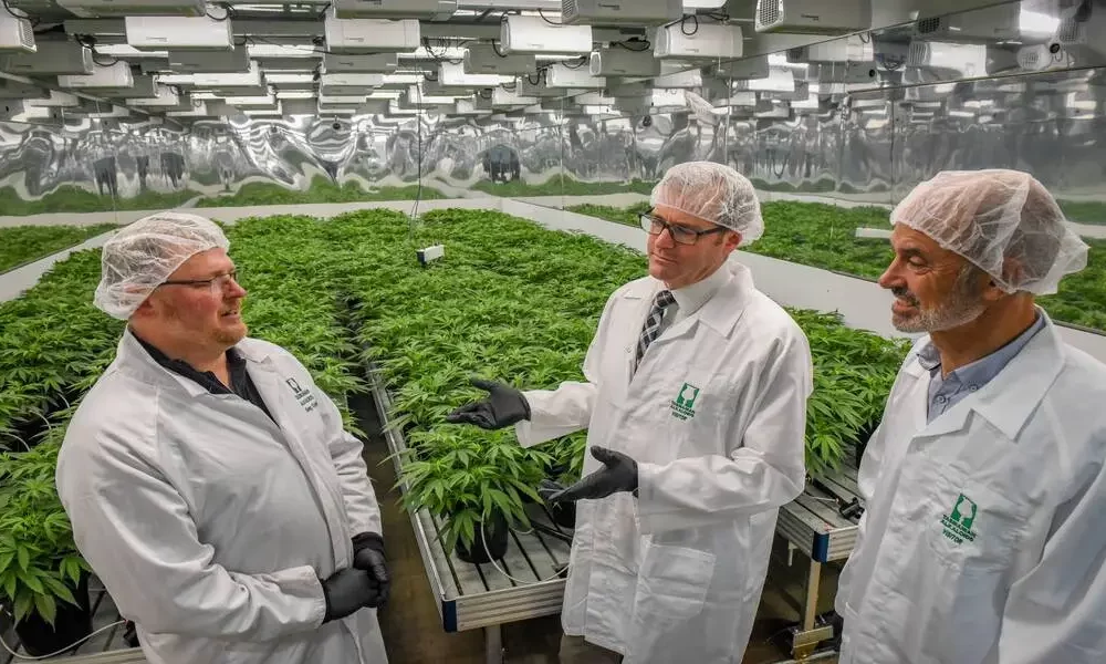Cannabis Cultivation and Regulation for Medicinal Purposes in Tasmania
