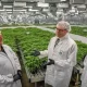 Cannabis Cultivation and Regulation for Medicinal Purposes in Tasmania