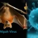 Nipah Virus