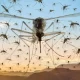 Getting bitten? Mosquitoes In SoCal Thriving Post-Hilary