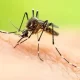 A Dengue Outbreak Has Been Declared In Jamaica