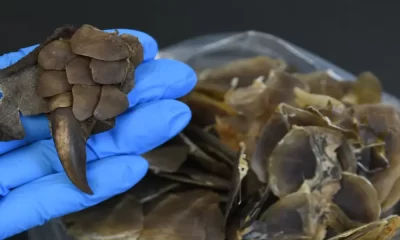 Pangolin
