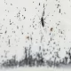 Dengue-Fighting Mosquitoes Are Bred In Honduras