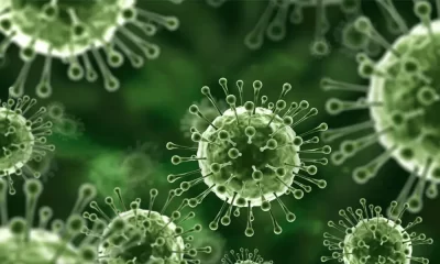 Nipah Virus Can Kill Up To 74% Of Patients In Punjab