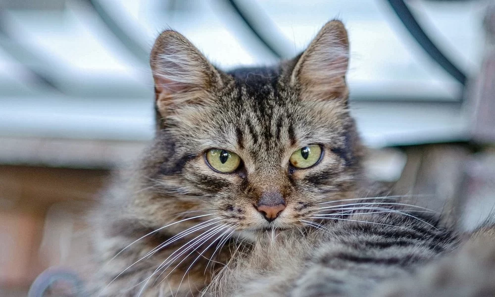 Behavioral Therapy and Training Coverage for Adopted Pets: Nurturing Well-Being Through Comprehensive Pet Insurance