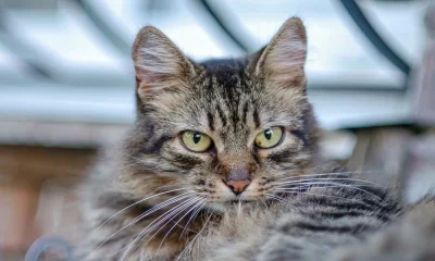 Behavioral Therapy and Training Coverage for Adopted Pets: Nurturing Well-Being Through Comprehensive Pet Insurance