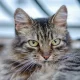 Behavioral Therapy and Training Coverage for Adopted Pets: Nurturing Well-Being Through Comprehensive Pet Insurance