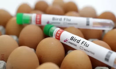 Avian Flu Case Has Been Found On a US Poultry Farm Since April