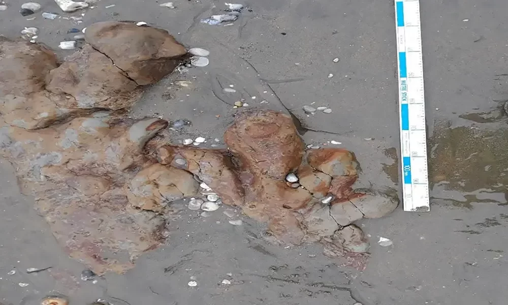 Dinosaur Footprints Discovered on the Beach of the Isle of Wight, England