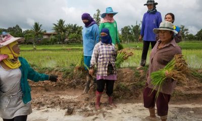 Melioidosis Outbreak in Thailand