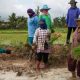 Melioidosis Outbreak in Thailand