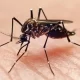 In Arkansas, Malaria Has Been Confirmed As Domestic-Borne