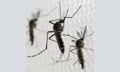 Dengue Mosquito Eggs' Resilience Revealed By Biochemistry
