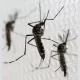 Dengue Mosquito Eggs' Resilience Revealed By Biochemistry