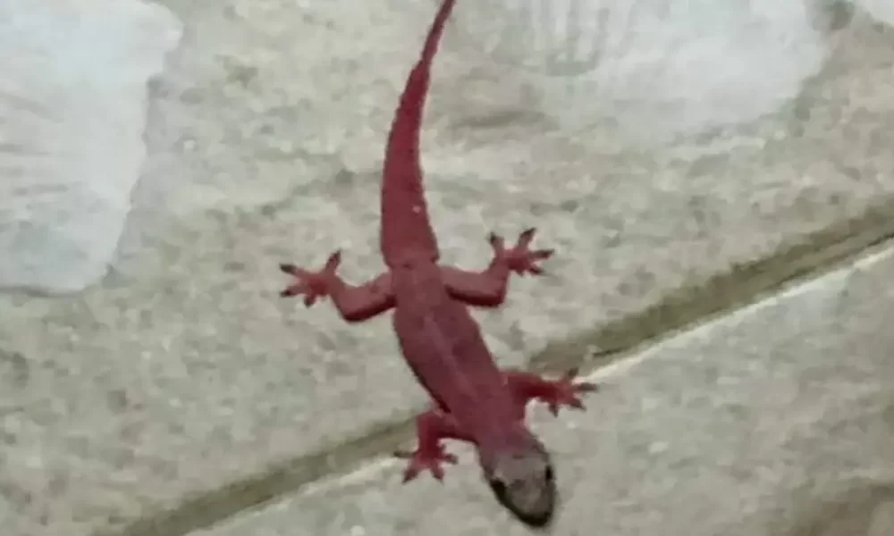 Unprecedented Pink-Colored Gecko Spotted in Central Thailand