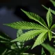 What Cannabis (Marijuana) Can Do for Your Health and Wellness