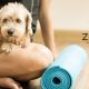 Zen Dog Vet
