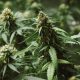 Marijuana Flower