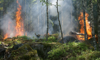 wildfires