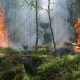 wildfires