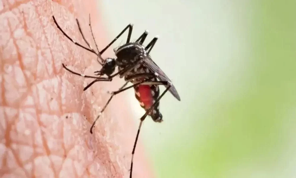 Dengue in Europe Emerging Threats, Prevention Strategies, and Readiness