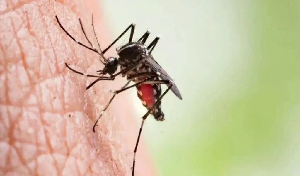 Dengue in Europe Emerging Threats, Prevention Strategies, and Readiness