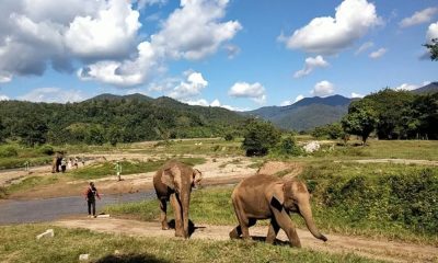 Elephant Sanctuary Chiang Mai