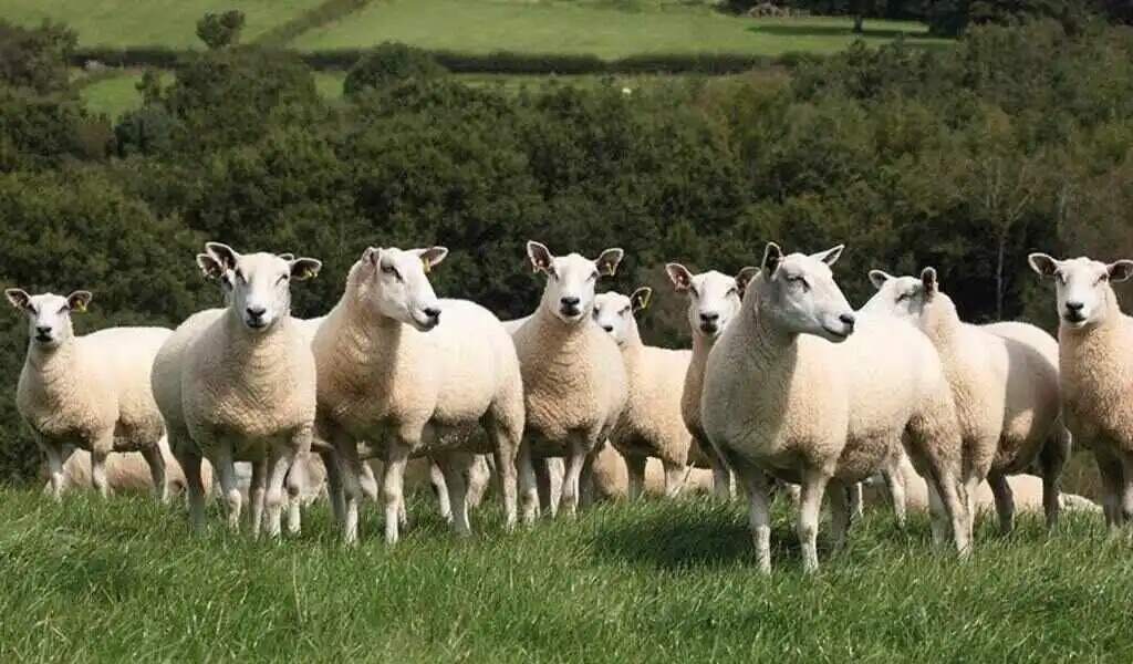 As Bluetongue Spreads Across Europe, The UK Is At 'Medium' Risk