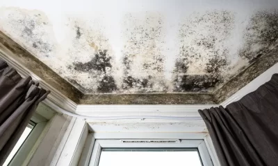 How harmful is damp and mould in UK Homes and Who is Most at Risk