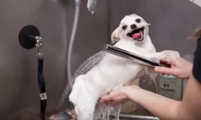 Tangled Tails No More: NYC's Premier Dog Grooming Hotspots