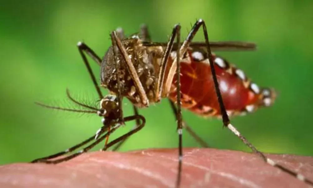 The Disease Dengue Fever Is Transmitted By Mosquitoes And Can Be Fatal